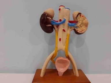 Dr. Vishnu Agrawal - Best Urologist & Kidney Stone Specialist in Ajmer