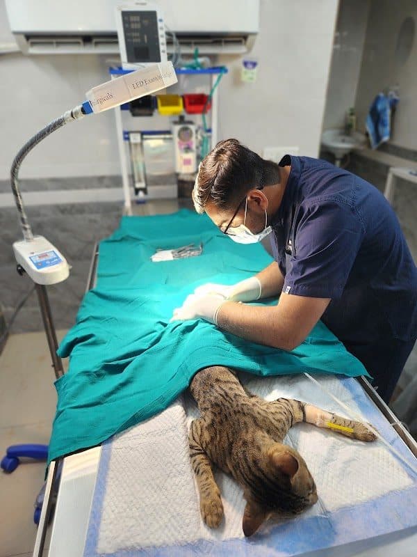 City Paws Pet Clinic City Paws Pet Clinic
