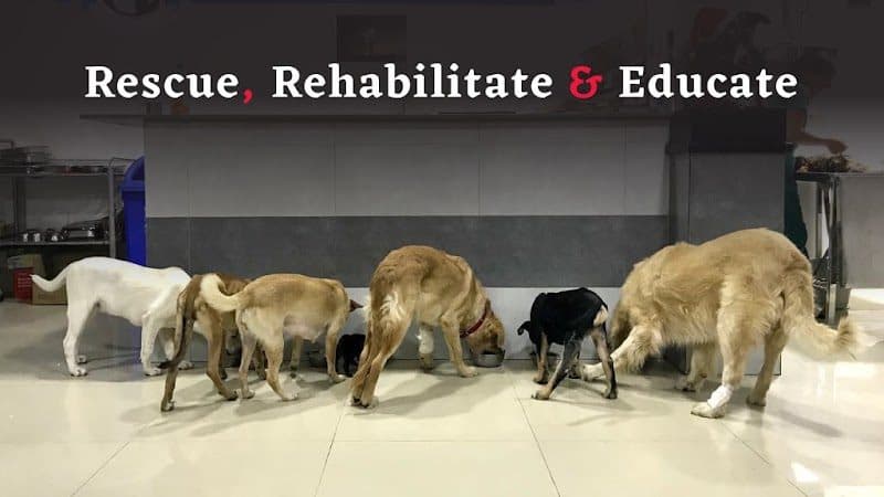 JB Foundation (A CAUSE FOR PAWS) JB Foundation (A CAUSE FOR PAWS) - Veterinarian in Aizawl