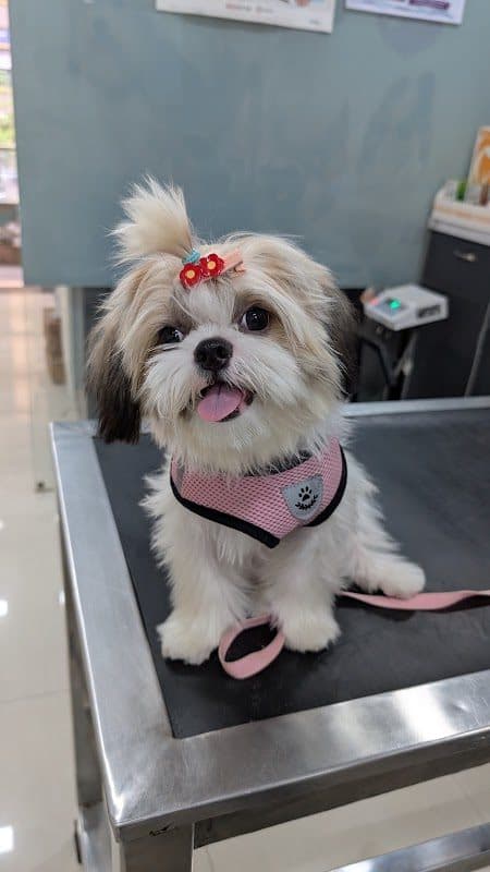 Pet Vet Pet Vet - Veterinary Surgeon in Ahmedabad
